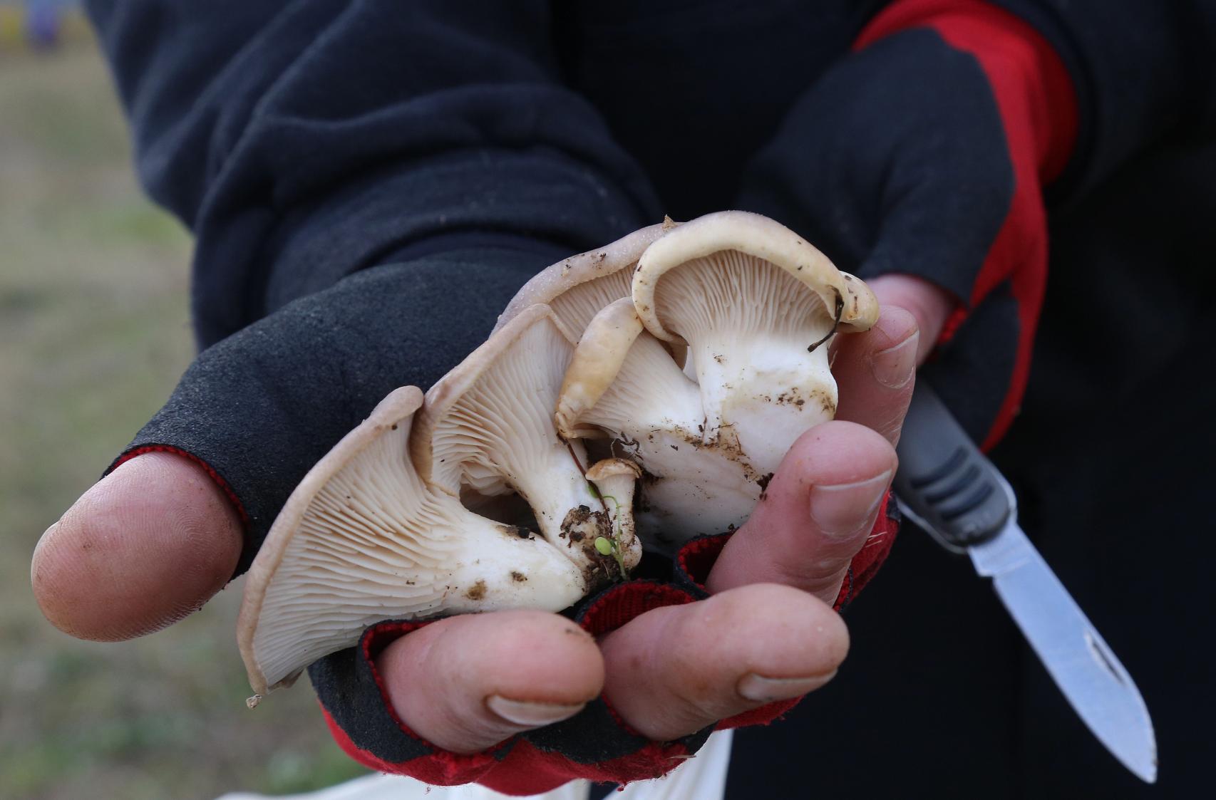 Un hombre recoge setas de cardo