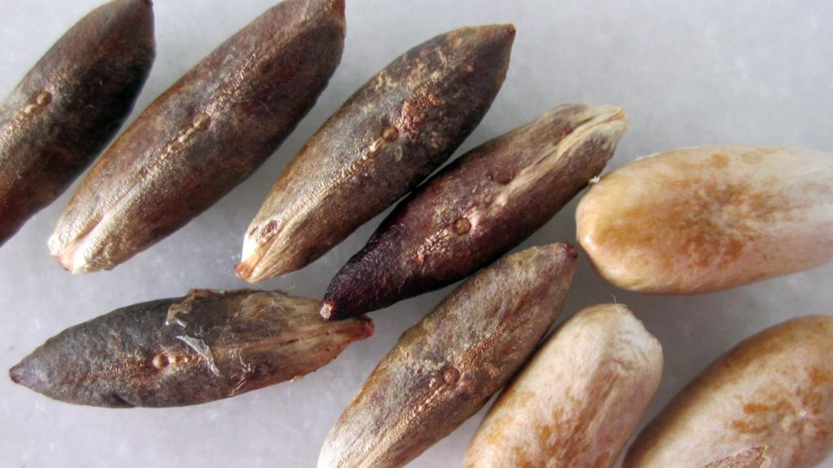 Huesos de dátiles.