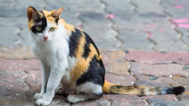 Imagen de archivo de un gato