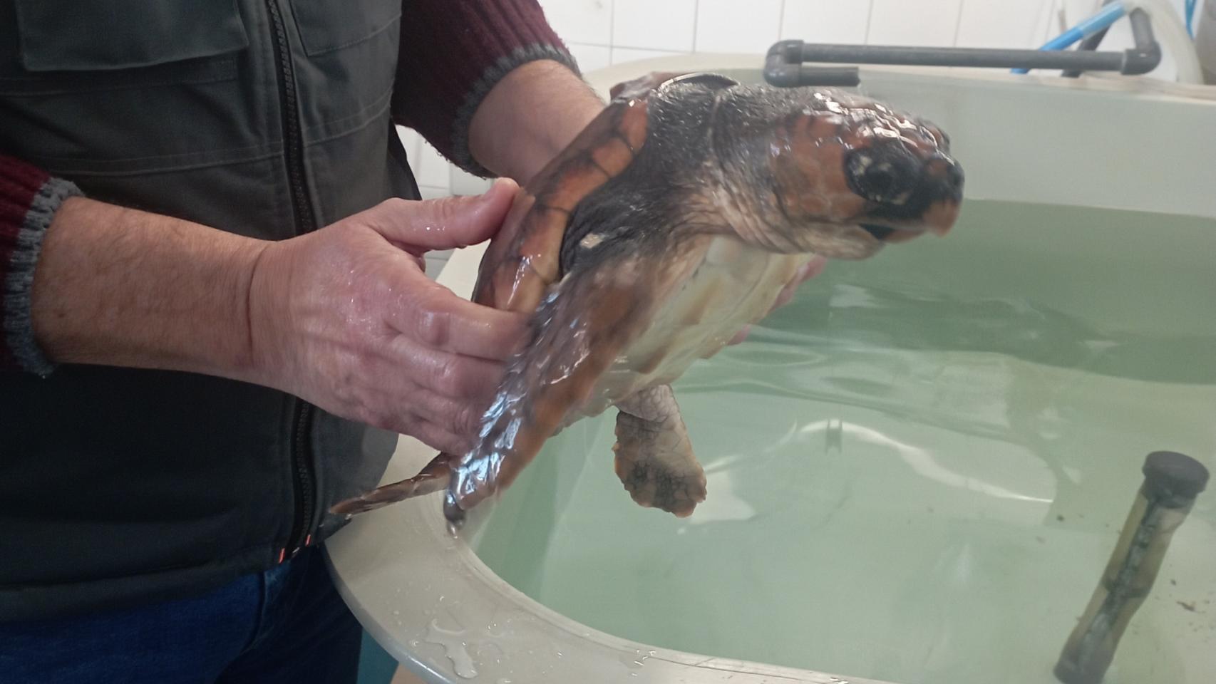 La tortuga Nemiña en las instalaciones del Igafa.