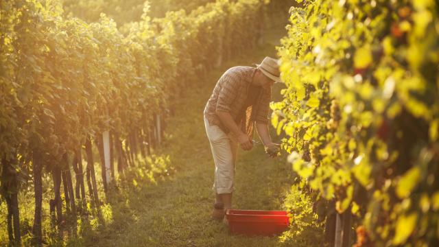 Imagen de archivo de un hombre trabajando en un viñedo.