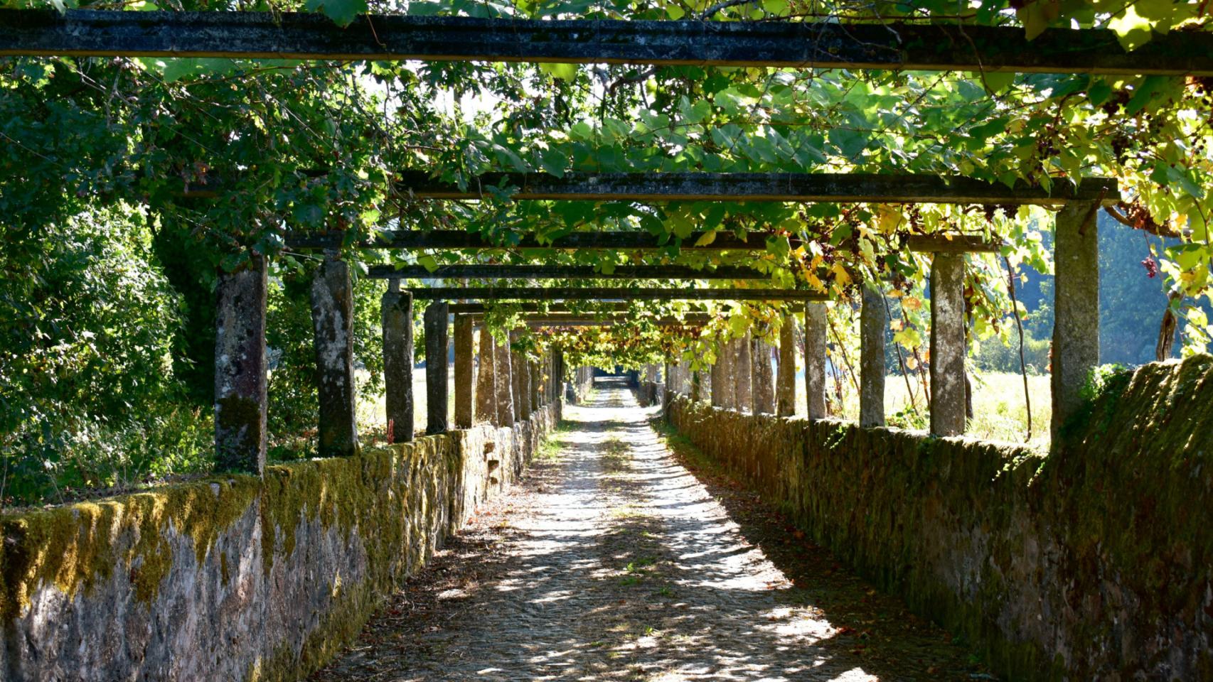 Camino con vid en Cambados (Pontevedra).