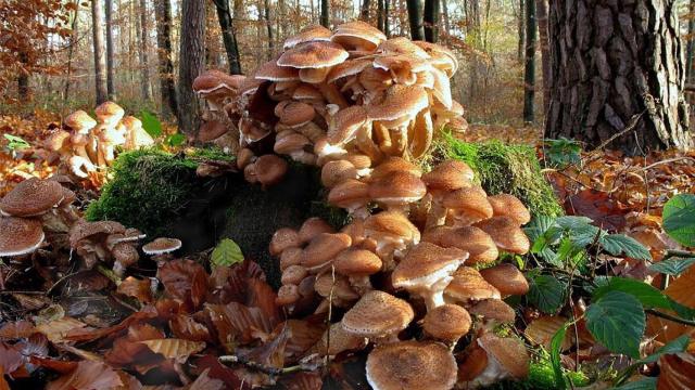 Imagen de archivo del hongo de miel.