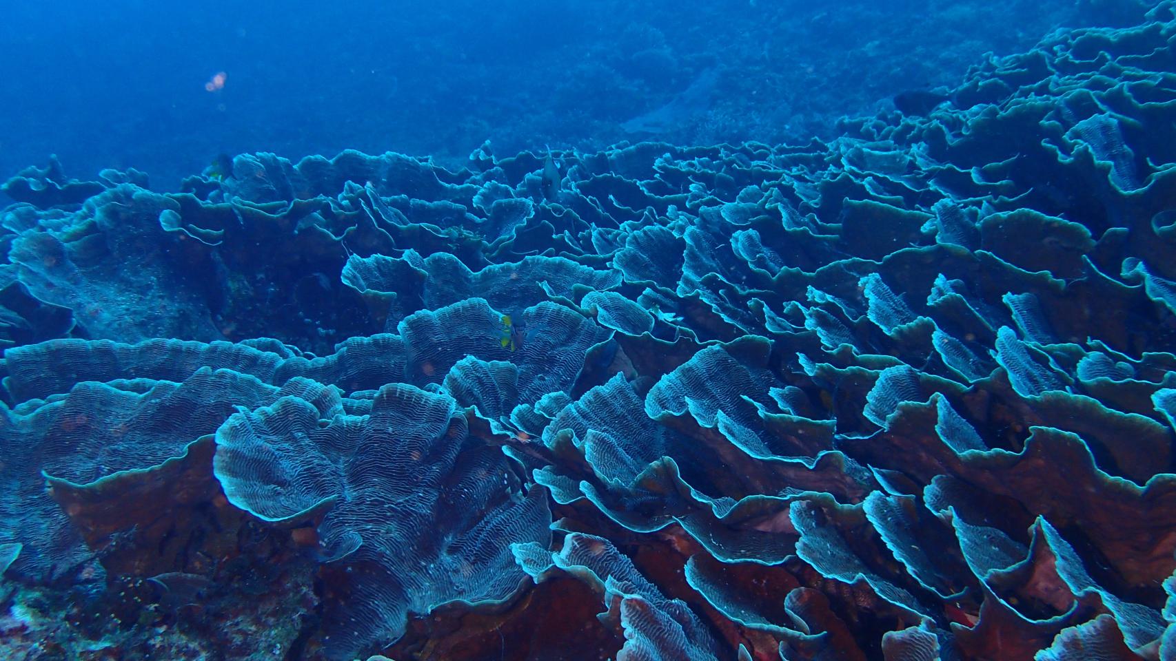 La fotógrafa del mar se viste de azul