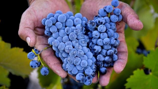 Presentado por Monastrell España