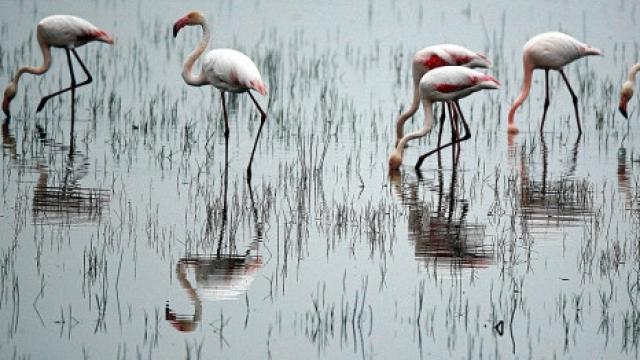 Los flamencos en las marismas de Doñana.