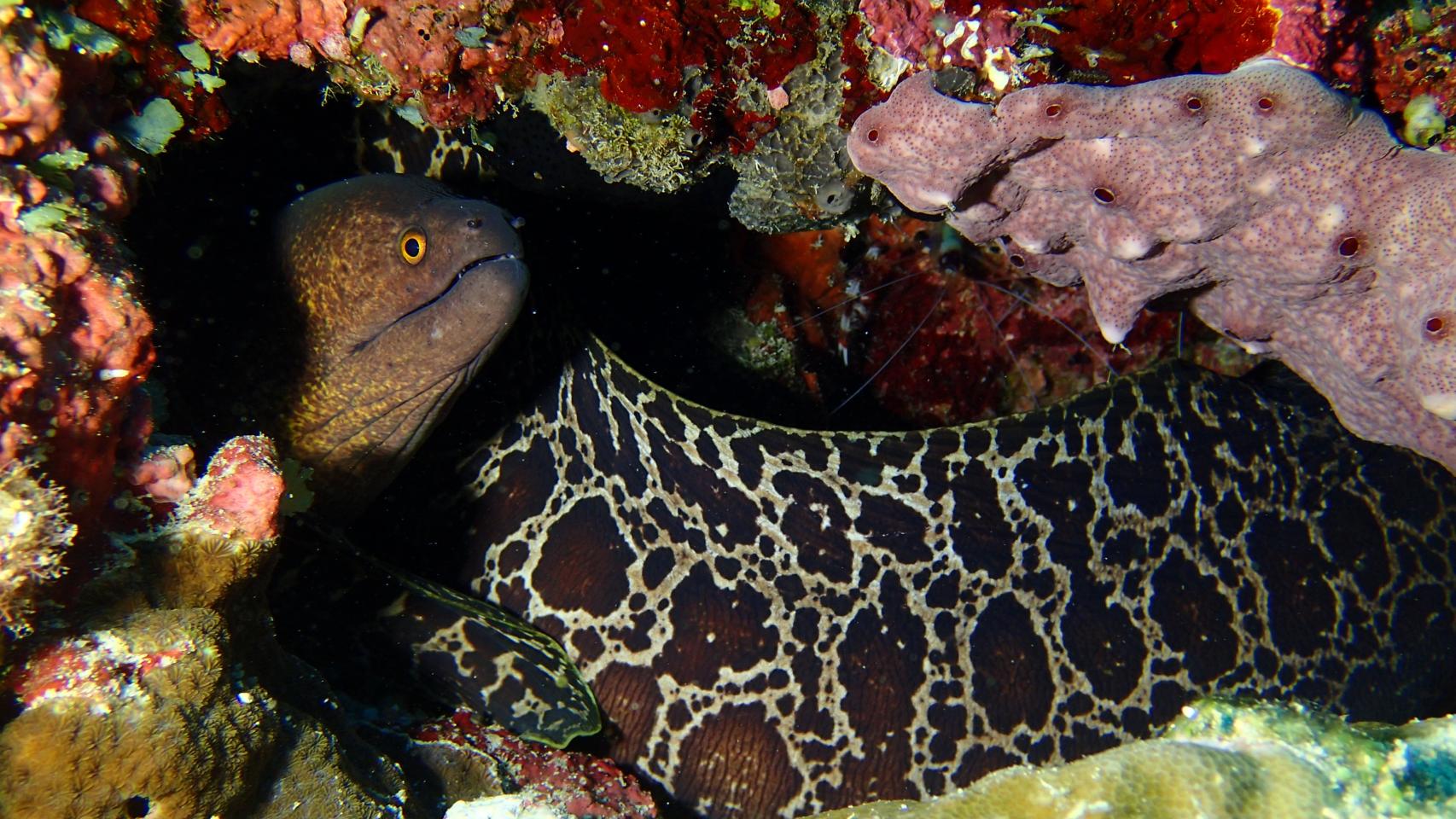 La fotógrafa del mar en marrón 3