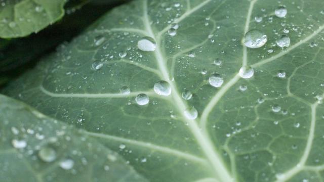 La forma de sus hojas, como si estuvieran abrazando el interior, es una de sus notas características.