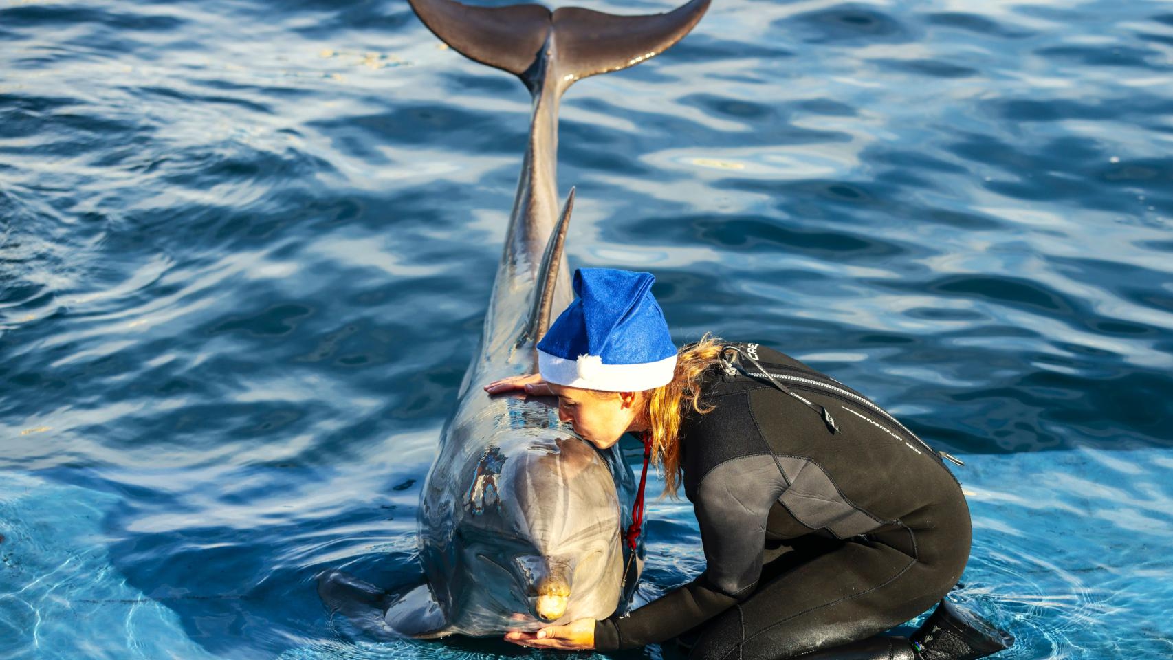 Las máximas estarán por encima de los veinte grados esta Navidad en la Comunidad Valenciana, en la imagen una cuidadora del Oceanogràfic este martes.