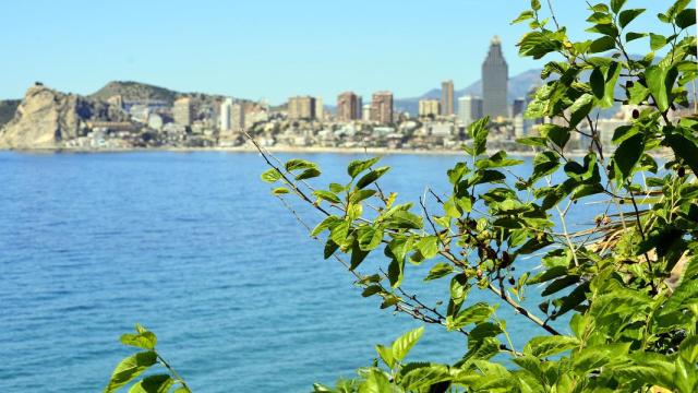 Hojas de un árbol con la costa de Benidorm al fondo, en imagen de archivo.