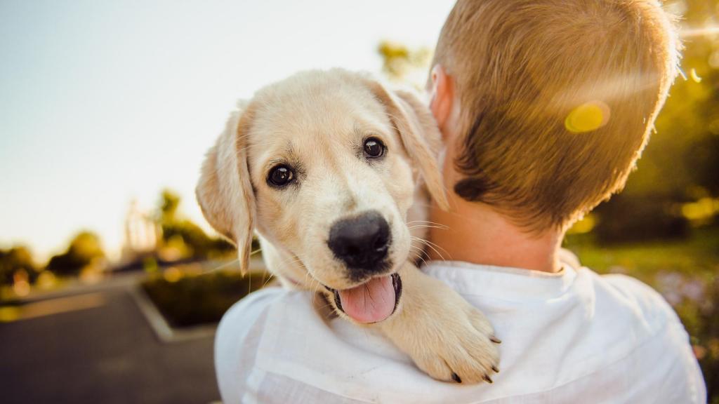 Una persona porta a un perro.