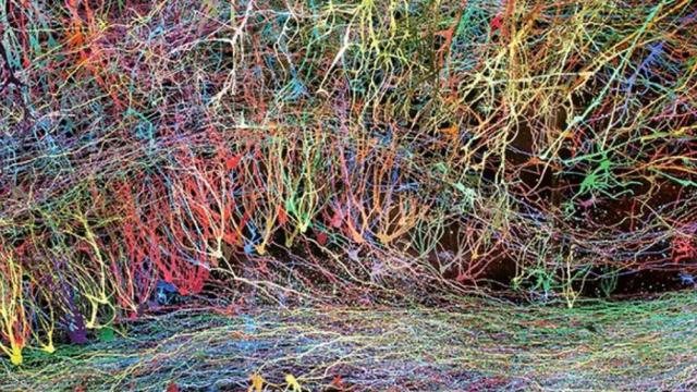 Greg Dunn y Brian Edwards: 'Brainbow Hippocampus', 2014. de la exposición 'Cerebro(s)', que puede verse en el Espacio Fundación Telefónica