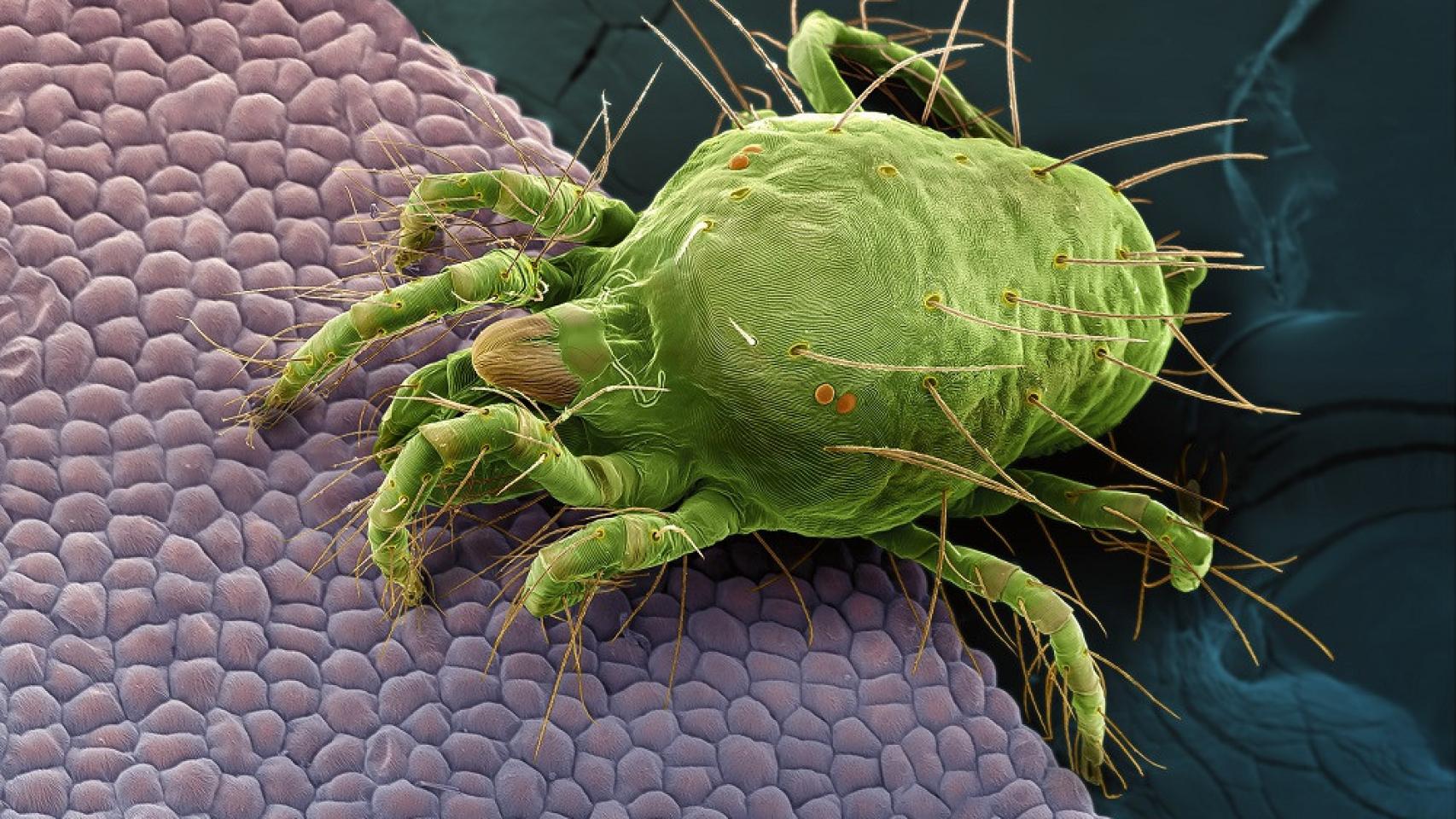 Fografía de un ácaro herbívoro, ganadora de la modalidad en agricultura sostenible.