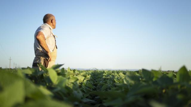 Un agricultor junto a su cultivo.