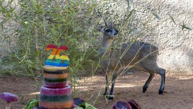 Calypso durante su 26 cumpleaños en septiembre en Bioparc Valencia