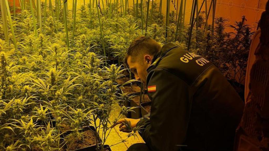 Imagen del cultivo de marihuana