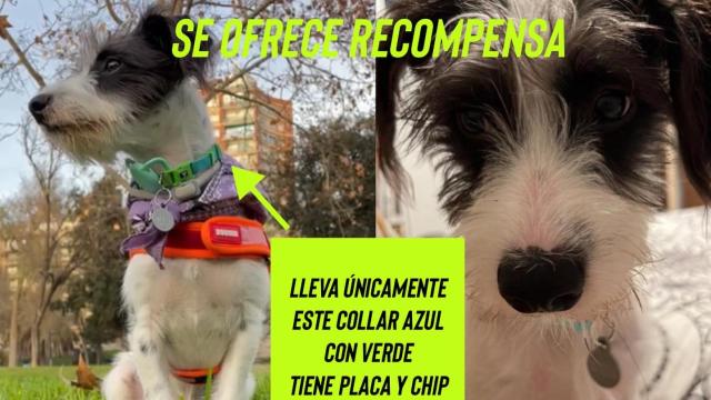 Buscan a Telo, un pequeño perro perdido en plena Serranía de Cuenca