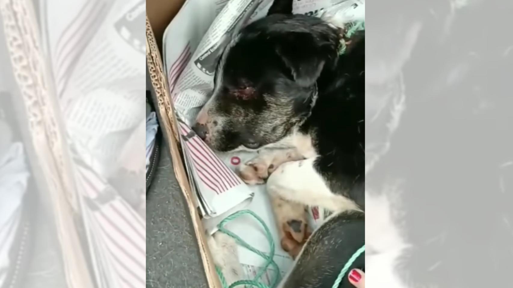 Imagen de Kelly poco después de ser rescatada en Gondomar.