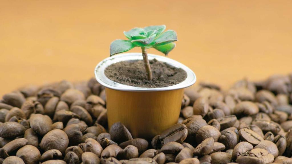 Cápsulas de café