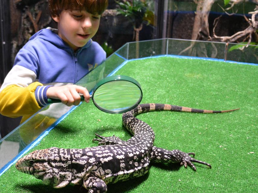 Una imagen del reptil.