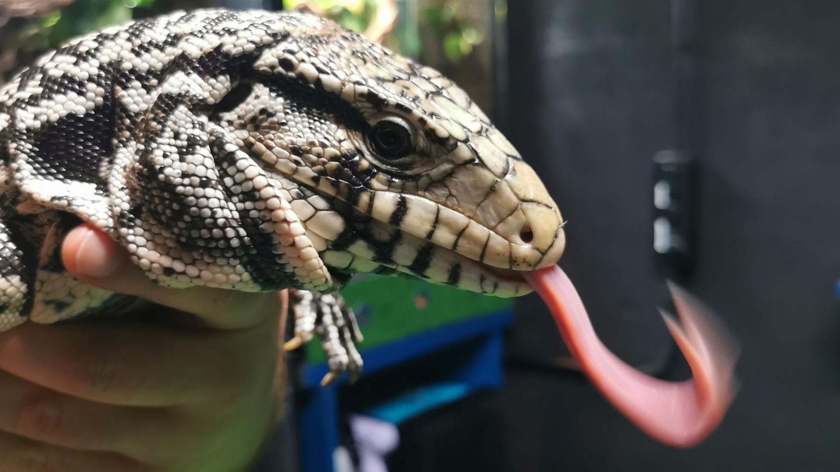 Una imagen del reptil.
