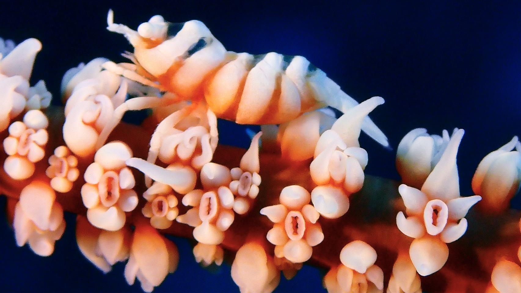 La fotógrafa del mar - naranja 5