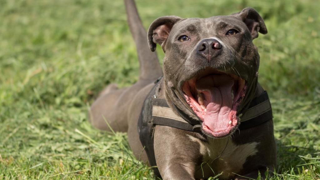 Imagen de archivo de un American Staffordshire Terrier.
