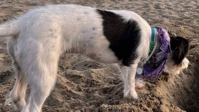 Telo, el perro perdido en la Serranía de Cuenca ya está en casa