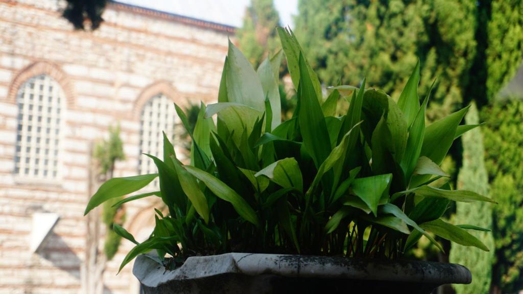 La aspidistra