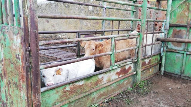 Saneamiento ganadero