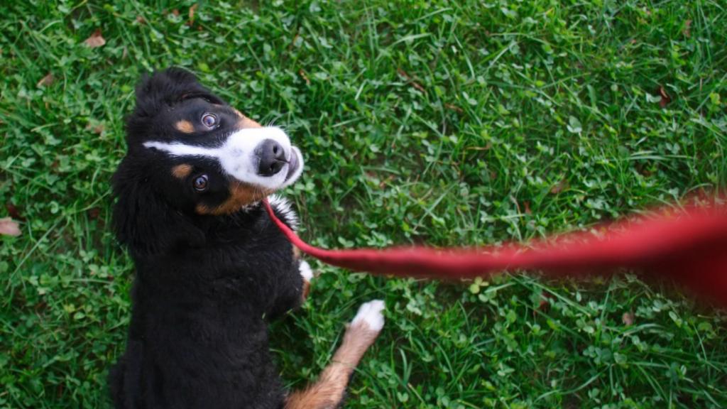Los horarios para evitar una multa por llevar a tu perro suelto en el Retiro y otras parques
