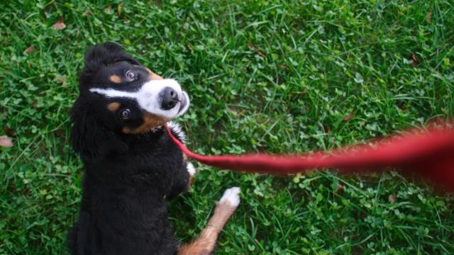 Los horarios para evitar una multa por llevar a tu perro suelto en el Retiro y otras parques
