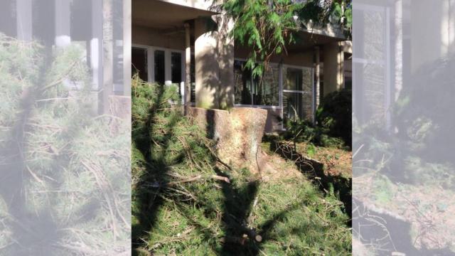 Tala de árboles en el Campus Norte de Santiago