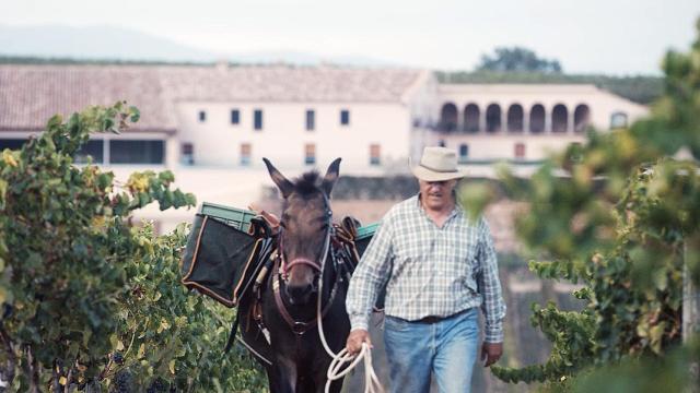 Artesanía y mínima intervención en Vins Família Ferrer