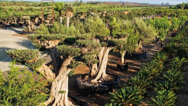 Un vivero en Elche.