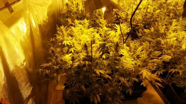 Desmantelada una plantación de marihuana en Ponferrada