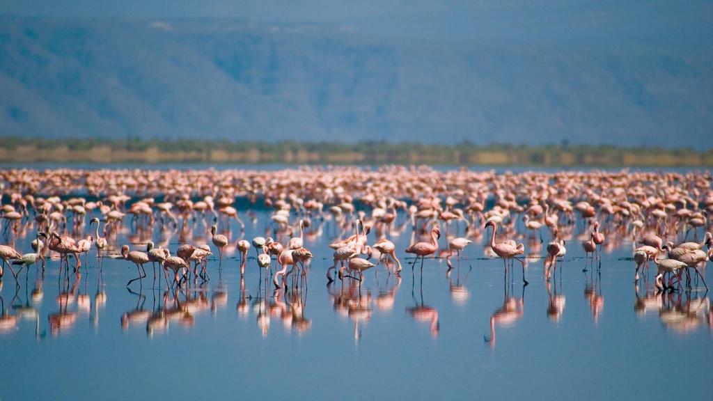 Flamencos enanos en el lago Natron.