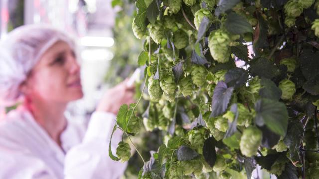 Ekonoke cultiva el lúpulo en entorno 100% controlado, al abrigo de las inclemencias climáticas, sin pesticidas ni herbicidas.