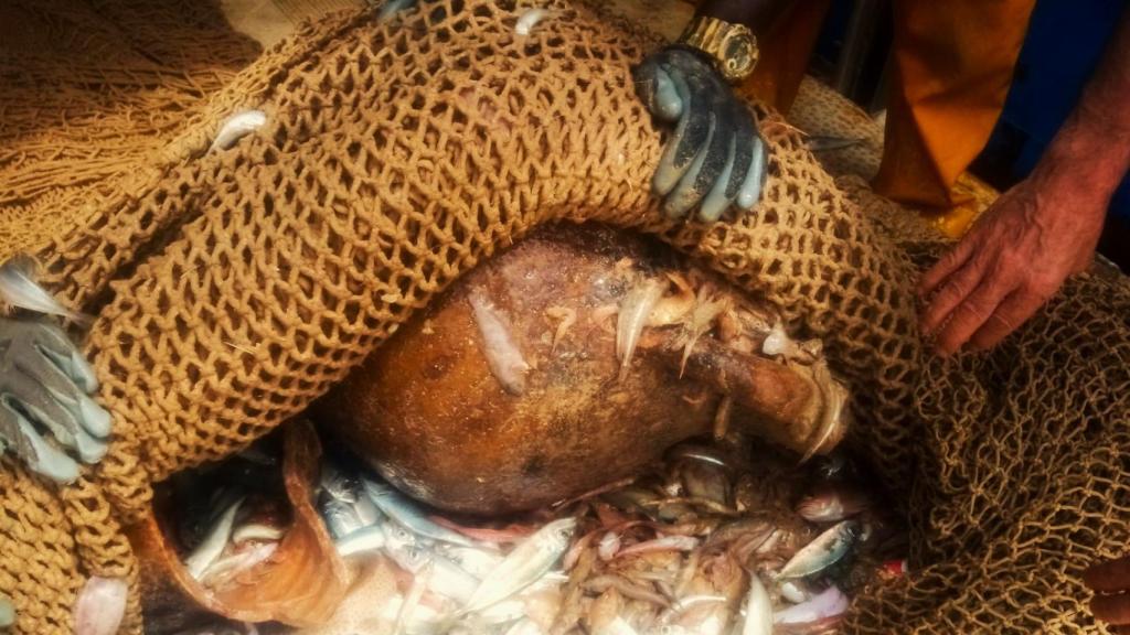 La aparición de ánforas romanas es habitual en el puerto de Santa Pola, como le pasó a estos pescadores el pasado verano.