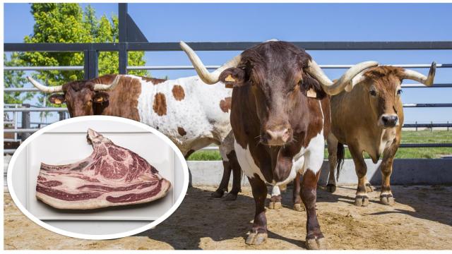 Bueyes pastando en la finca en Cuéllar