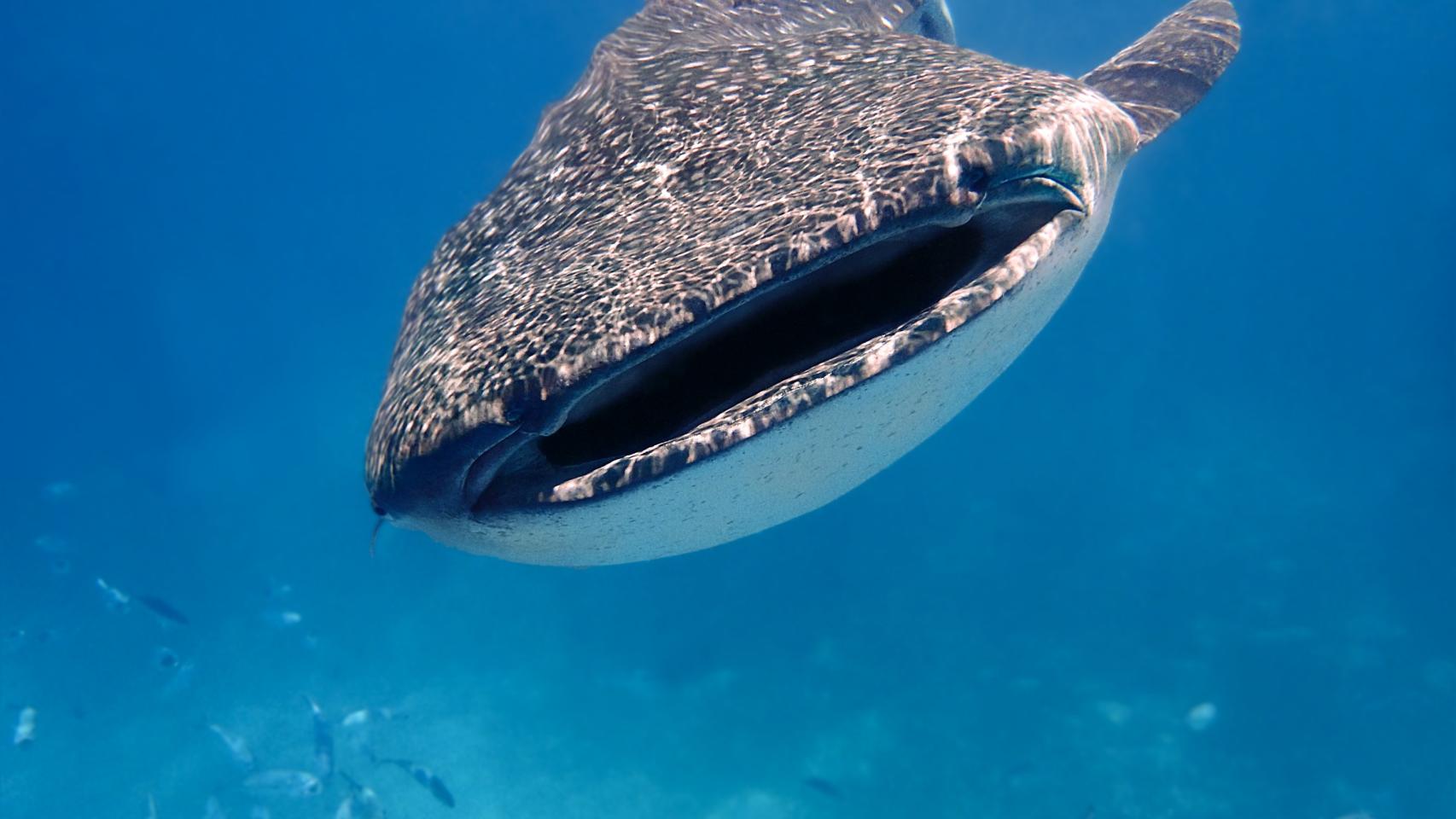 Fotógrafa del mar azul 7.4