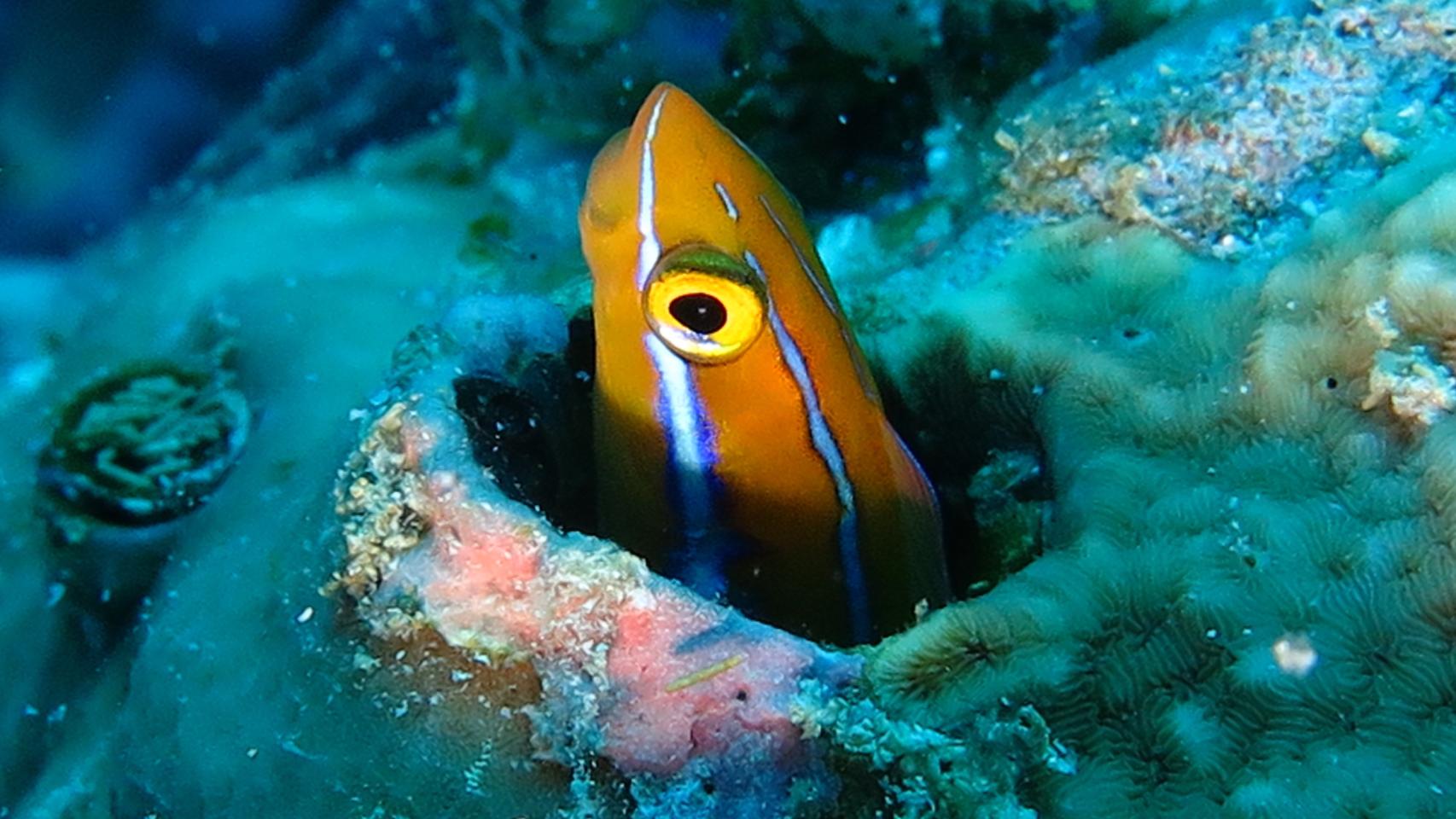 Fotógrafa del mar amarillo 9.4