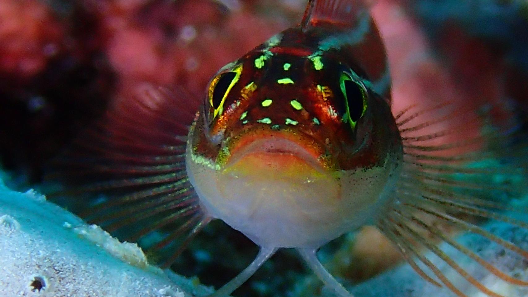 Fotógrafa del mar naranja 5.5