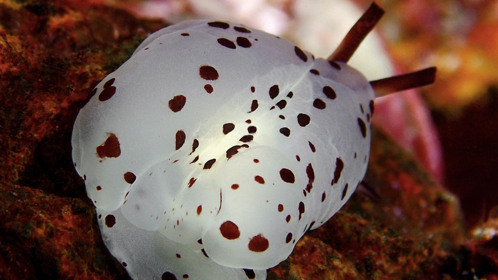 Fotógrafa del mar -blanco 5