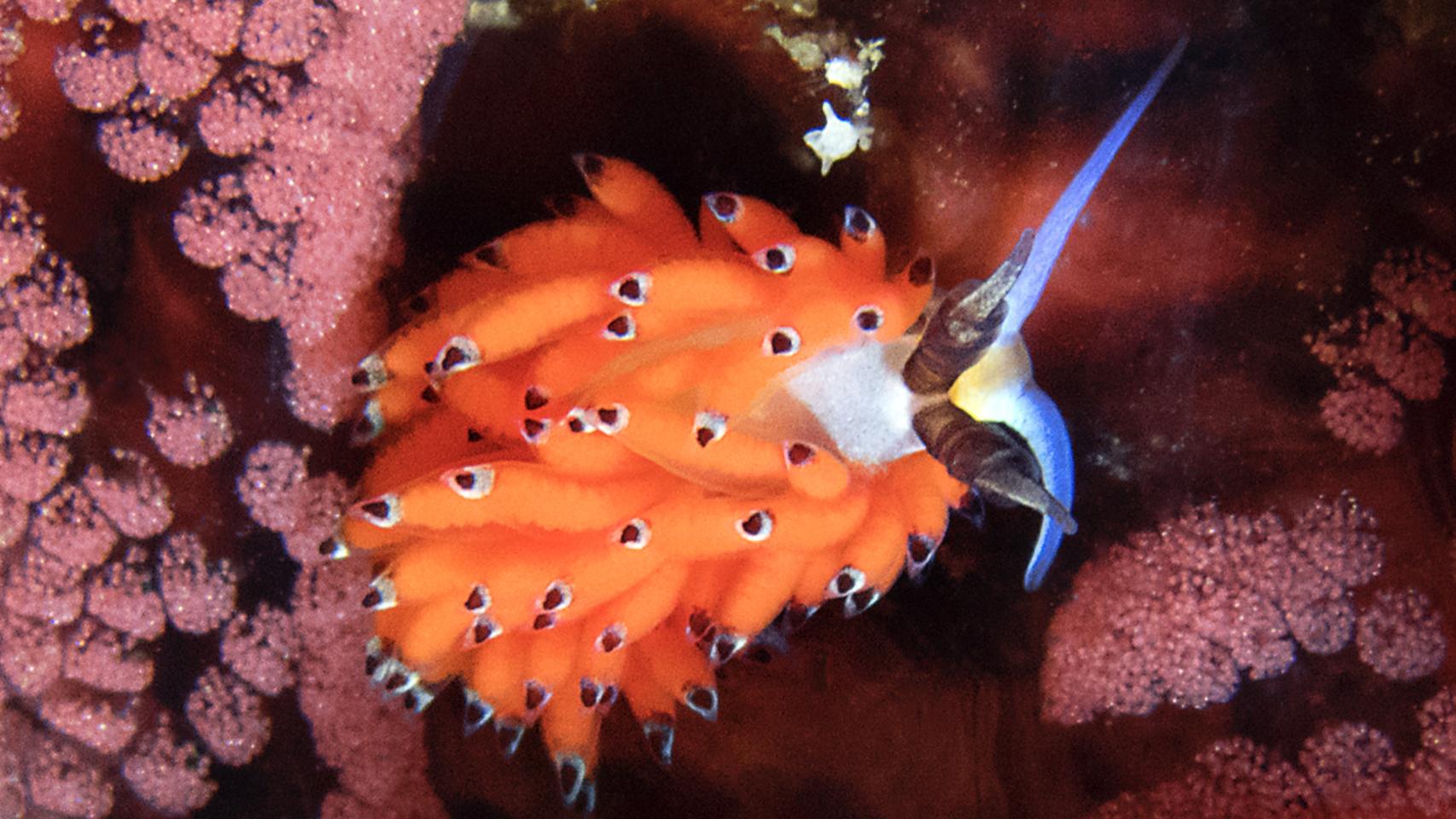 Fotógrafa del mar naranja 6