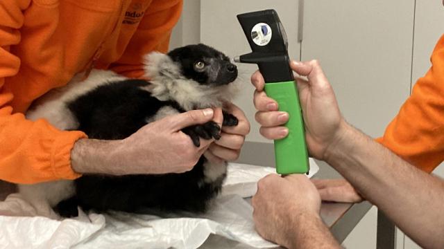 Revisiones de Wewe, para ver cómo evoluciona su operación.