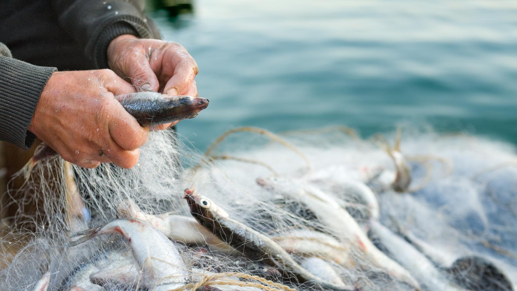 Un pescador con la captura del día entre sus redes.