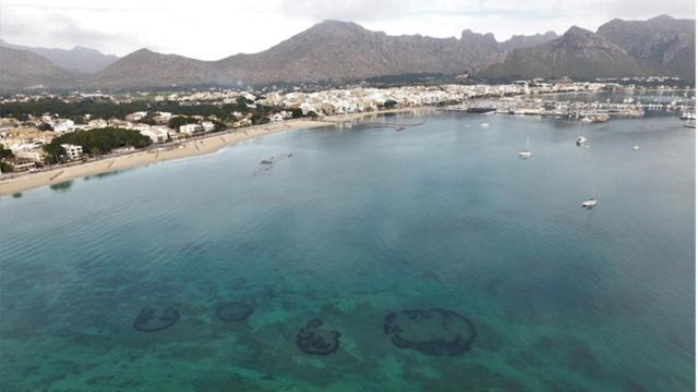 Praderas de posidonia en la costa de Baleares. FOTO: UIB.