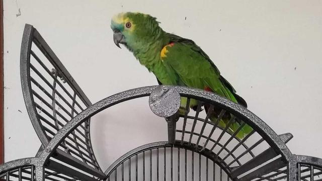 Loro robado en Miño