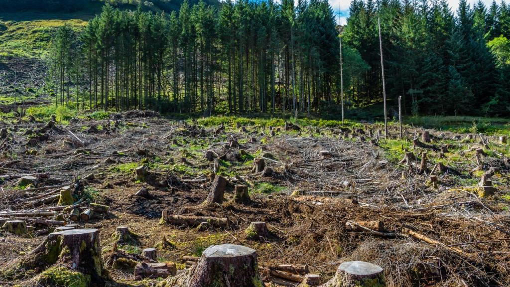 Imagen de archivo sobre deforestación en un bosque de pinos.